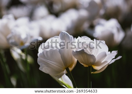 White  Flowers Tulips In Spring Garden Flower Bed