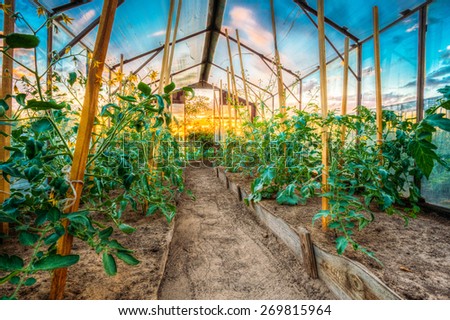 Tomatoes Vegetables Growing In Raised Beds In Vegetable Garden And Hothouse. Tomato Plant