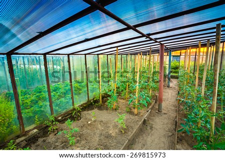 Tomatoes Vegetables Growing In Raised Beds In Vegetable Garden And Hothouse. Tomato Plant