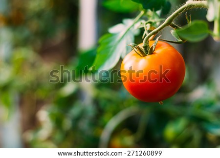 Homegrown Red Fresh Tomato In A Garden.
