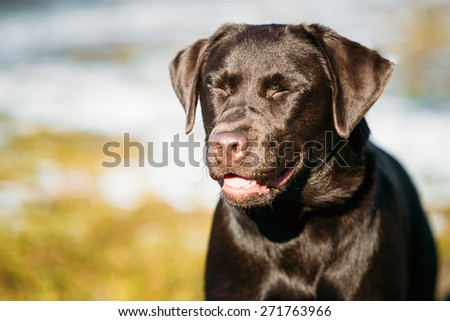 Beautiful Brown Dog Lab Labrador Retriever Staying Outdoor In Spring