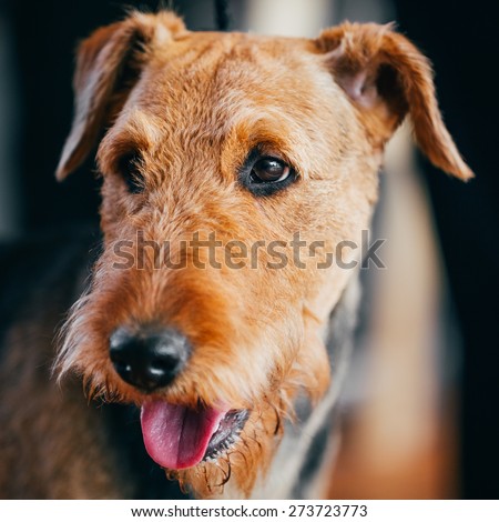 Beautiful Brown Airedale Terriers Dog Close Up Portrait.