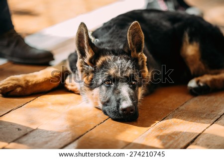 Close Up Young German Shepherd Dog Puppy Sitting On Wooden Floor