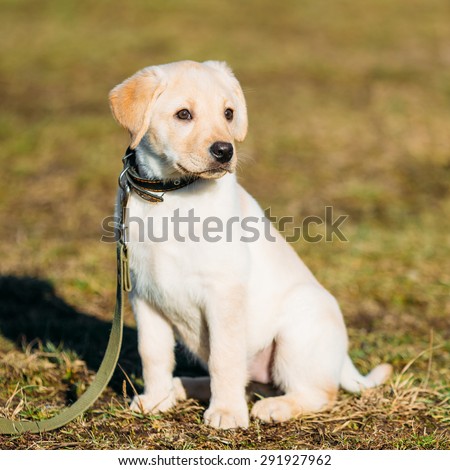 Beautiful White Dog Lab Labrador Retriever Pup Puppy Whelp Outdoor In Spring