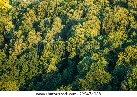 Green Summer Sunny Forest Spring Texture Background. Top View