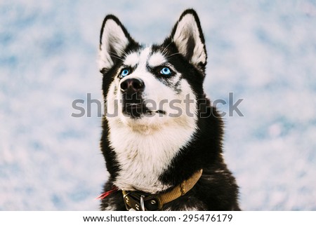 Close Up Young Happy Husky Puppy Eskimo Dog Looking Up Outdoor In Winter, Snow Background