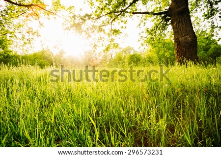 Summer Sunny Forest Trees And Green Grass. Nature Woods Sunlight Background. Instant Toned Image. Focus On Grass