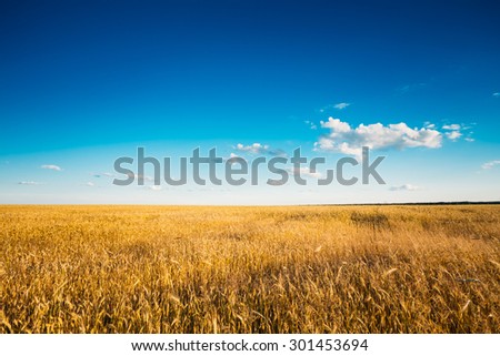 Yellow Wheat Ears Field On Blue Sunny Sky Background. Rich Harvest Wheat Field, Fresh Crop Of Wheat.
