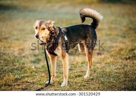 Mixed Breed Medium Size Three Legged Dog Standing At An Angle Looking Off To Side Of Camera. Autumn Time Outdoor Dog Portrait With Only Three Legs