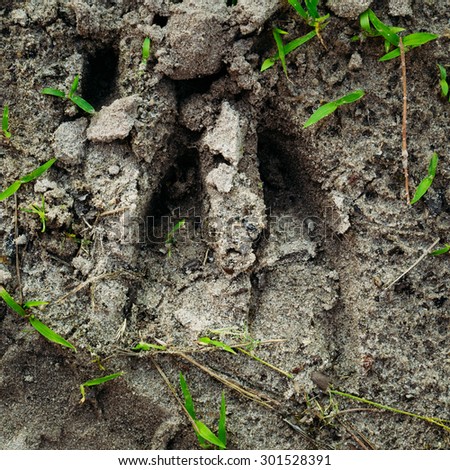 Wild Boar Track, Footprint Step On Forest Sand Ground