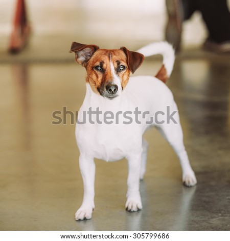 White Dog Jack Russell Terrier. The Jack Russell Terrier is a small terrier that has its origins in fox hunting.