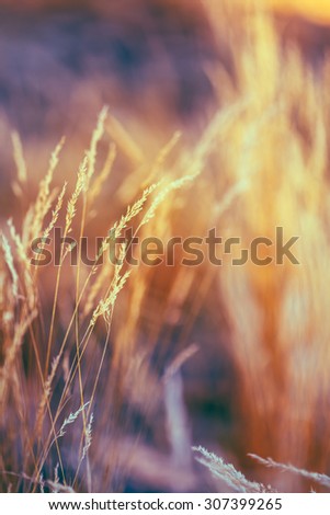 Autumn Nature Natural Background Of Dry Grass. Bokeh, Boke Grass With Sunlight Colors Toned Image