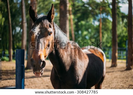 Close Up Portrait Of Brown Horse In Farm Paddock