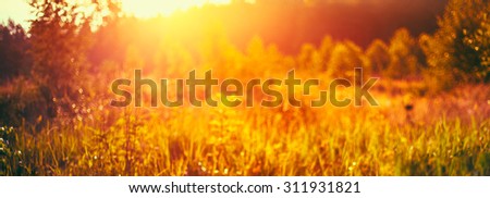 Autumn Nature Meadow Yellow Dry Grass Natural Blurred Absract Background With Bright Sunlight. Bokeh, Boke  With Sunlight Yellow And Orange Colors Toned Instant Filtered Image