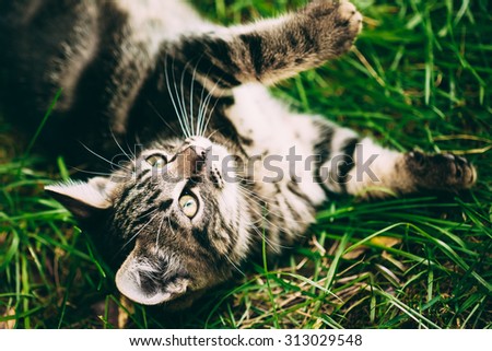 Playful Cute Tabby Gray Cat Kitten Pussycat Play In Grass Outdoor. Looking Up.