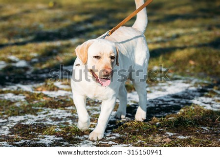 Beautiful White Labrador Retriever Lab Dog Walking Outdoor In Autumn