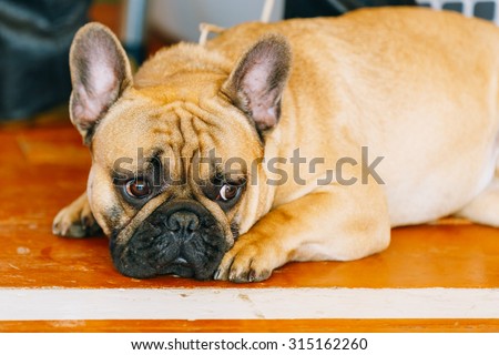 Sad Dog French Bulldog sitting on floor inddor. The French Bulldog is a small breed of domestic dog