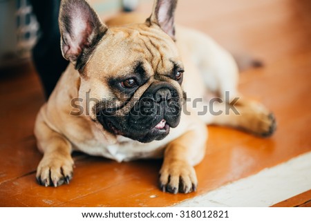 Funny Dog French Bulldog sitting on floor indoor. The French Bulldog is a small breed of domestic dog