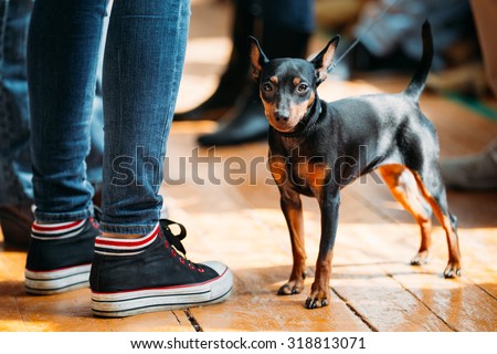 Small Young Black Miniature Pinscher Pincher dog staying on old wooden floor indoor. Small breed of domestic dog.