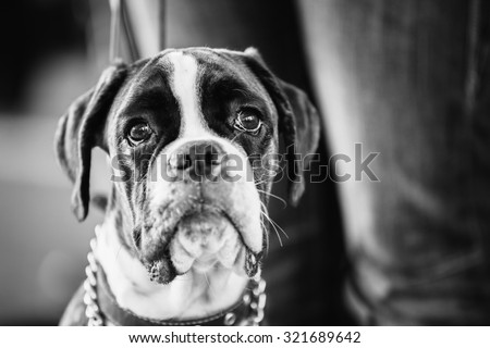 Boxer Dog Close Up Portrait. Black And White Photo