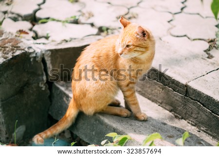 Red Cat Sitting On Staircase Steps Outdoor