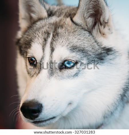 Close Up Head Young Husky Eskimo Dog With Multicolored Eyes Close Up Head