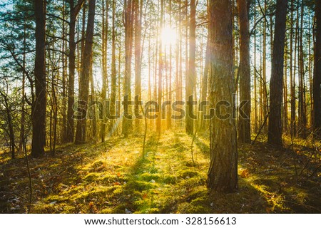Sunset Sunrise In Spring Coniferous Forest Trees. Nature Woods. HDR