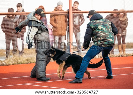 GOMEL, BELARUS - February 21, 2014: German shepherd dog training in Gomel Regional sports club and decorative dog-breeding. Biting dog.