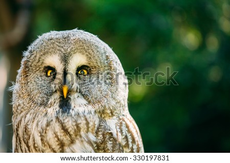 The great grey owl or great gray owl (Strix nebulosa) is very large owl. Wild bird. Close up head, face.