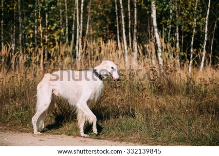 White Russian Borzoi, Hunting Dog running in forest.