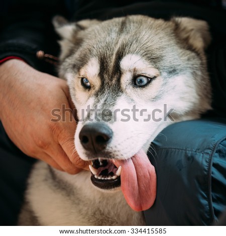 Close Up Head Young Happy Husky Puppy Eskimo Dog With Blue Eyes