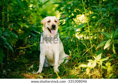White Labrador Retriever Dog Sitting In Green Grass, Forest Park Background.