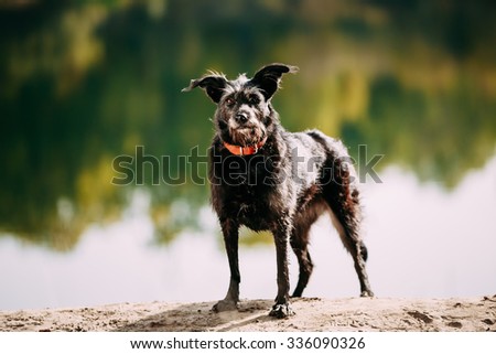 Small Size Black Dog in grass near river, lake. Summer Season.