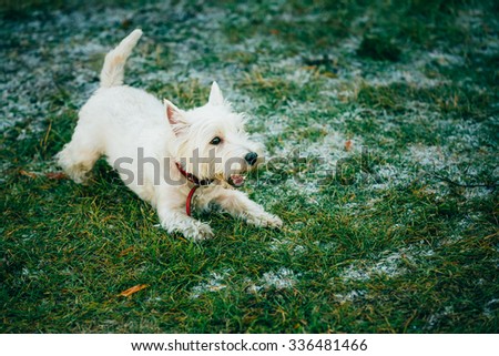 West Highland White Terrier - Westie, Westy Dog Run in Grass