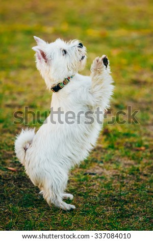 Funny West Highland White Terrier - Westie, Westy Dog Dancing On Grass