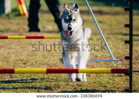 Running and jumping husky in Dog agility, dog sport.