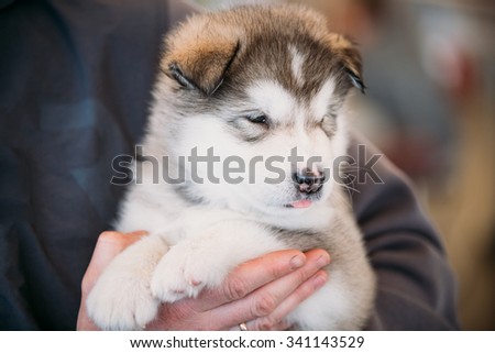 White Alaskan Malamute puppy Dog sits in hands of owner