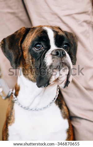 Boxer Dog Sitting near Owner. The Boxer is a breed of medium-sized, short-haired dogs developed in Germany