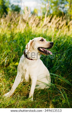 White Labrador Retriever Dog Sitting In Green Grass, Forest Park Background.
