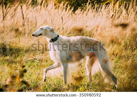 White Russian Borzoi or gazehound hunting running in autumn meadow.