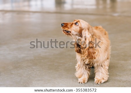 Brown English cocker spaniel Dog indoor. Small breed of domestic dog.