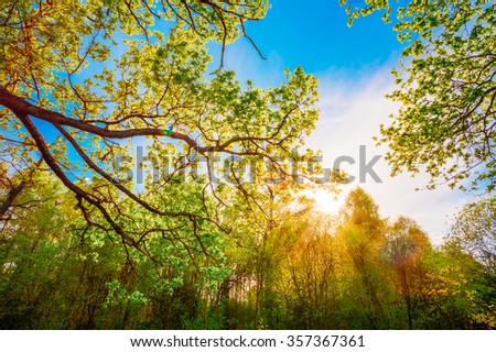 Sun Shining Through Canopy Of Tall Oak Trees. Upper Branches Of Tree. Sunlight Through Green Tree Crown in Spring Season
