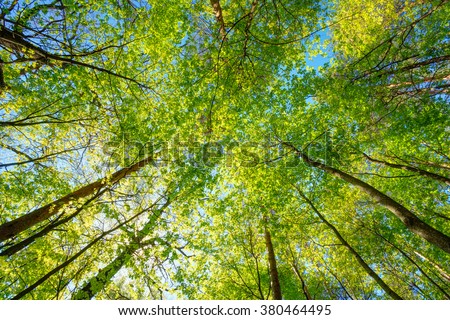 Spring Sun Shining Through Canopy Of Tall Trees Woods. Sunlight In Forest, Summer Nature. Upper Branches Of Trees Background. Nobody. Environment concept.