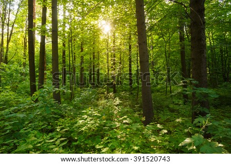 Spring Summer Sun Shining Through Canopy Of Tall Trees Woods. Sunlight In Deciduous Forest, Summer Nature.