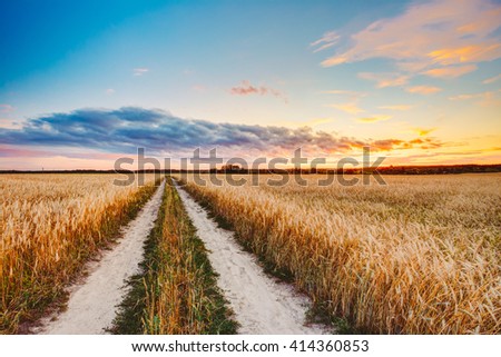 Rural Countryside Road Through Wheat Field. Yellow Barley Field In Summer. Agricultural Season, Harvest Time. Colorful Dramatic Sky At Sunset Sunrise.