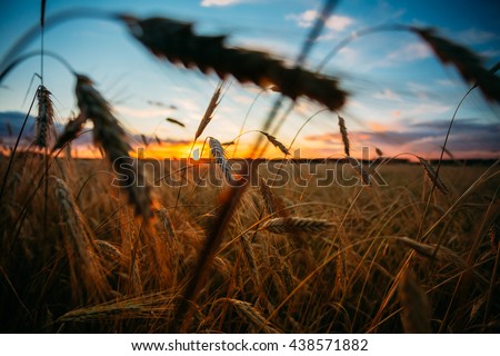 Wheat Field. Yellow Barley Field In Summer. Agricultural Season, Harvest Time. Colorful Dramatic Sky At Sunset Sunrise.