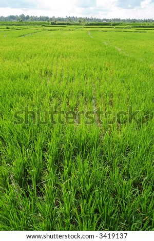 green peace paddy field