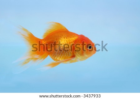 Cute little gold fish swimming