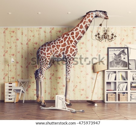 giraffe breaks the ceiling in the living room. Photo combination concept