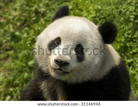 close-up  Giant panda in national park photo